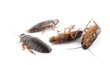 Image of Many cockroaches on white background. Pest control