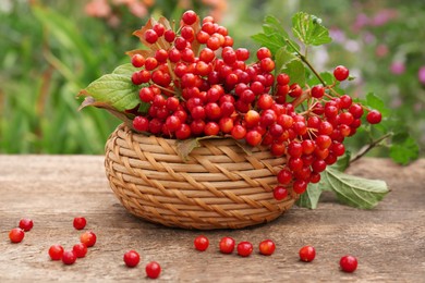 Basket of ripe viburnum berries on table outdoors