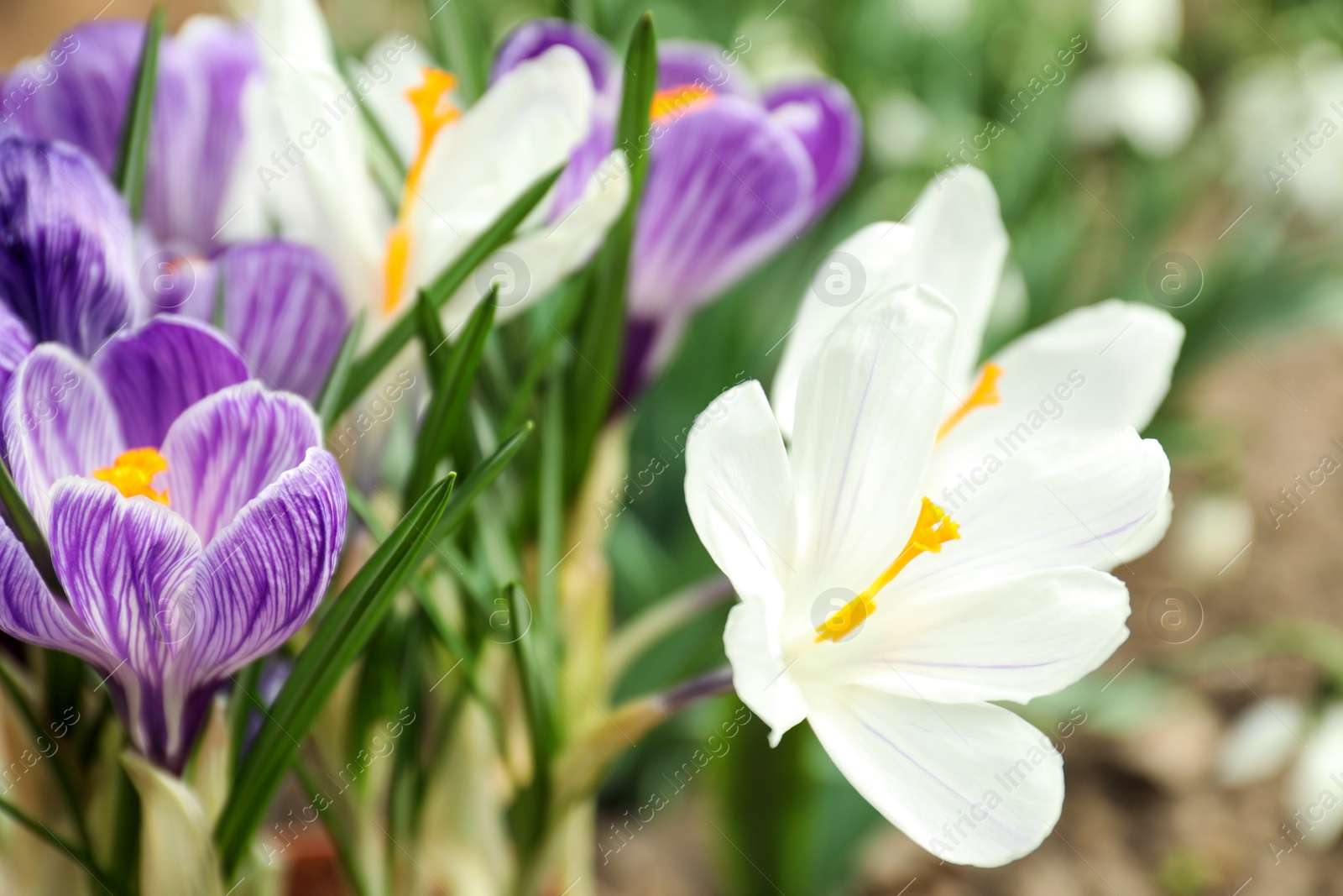 Photo of Beautiful crocuses in garden, closeup. Spring season