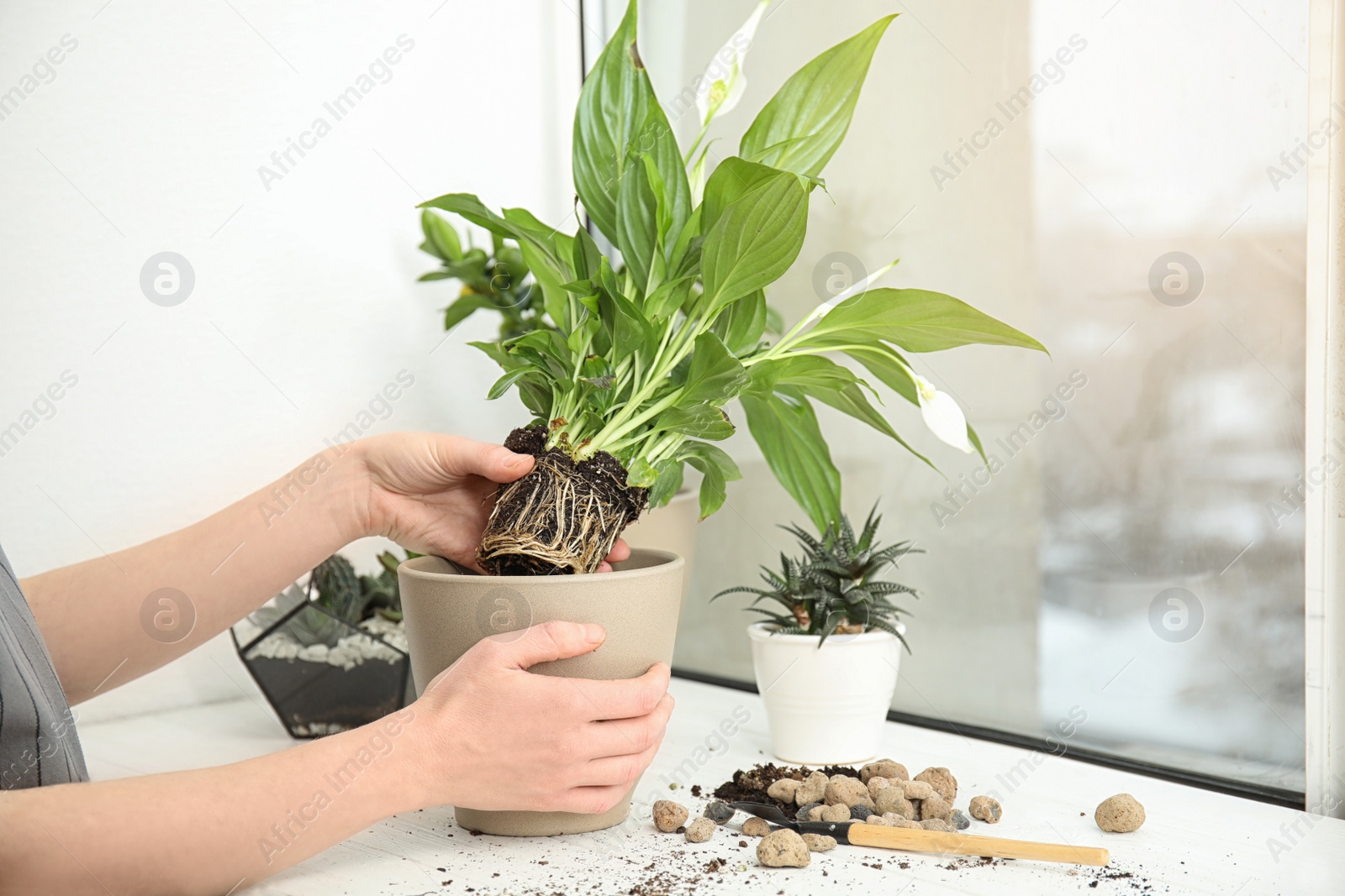 Photo of Woman transplanting home plant into new pot on window sill, closeup