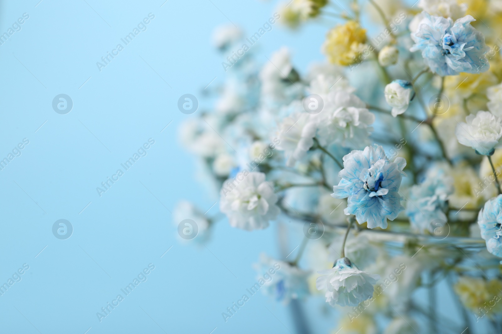 Photo of Beautiful dyed gypsophila flowers on light blue background, closeup. Space for text
