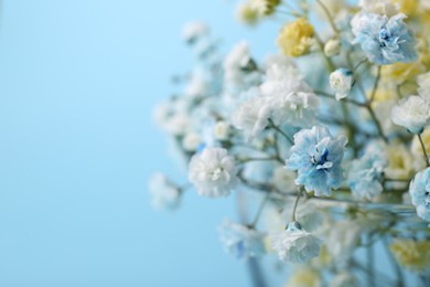 Photo of Beautiful dyed gypsophila flowers on light blue background, closeup. Space for text