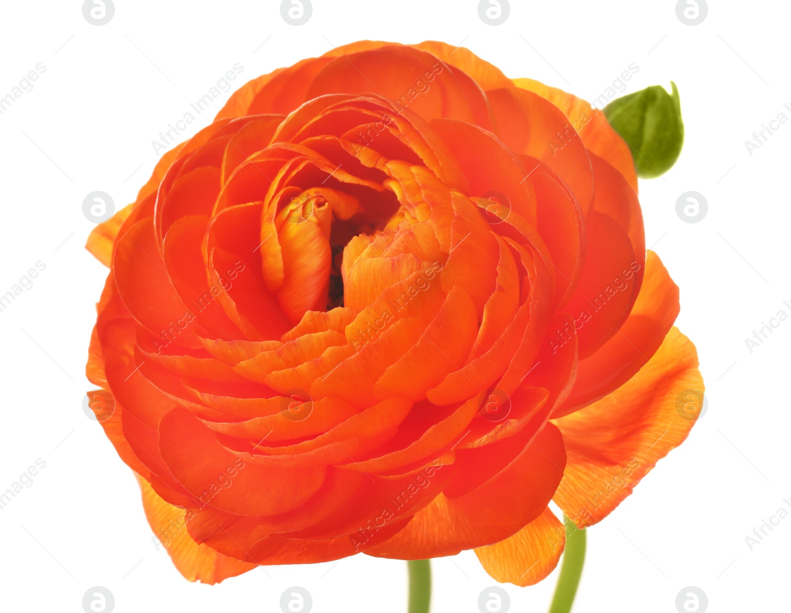 Photo of Beautiful ranunculus flower on white background