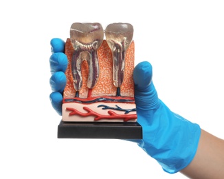 Photo of Dentist holding educational model of jaw section with teeth on white background