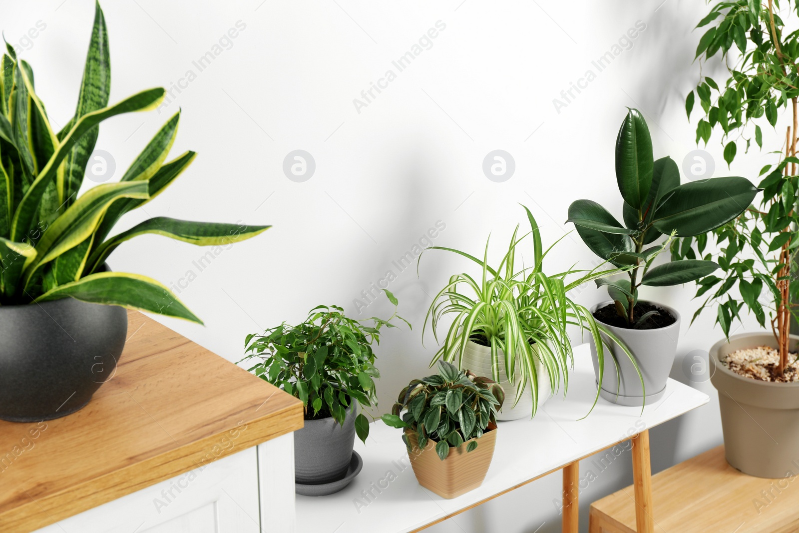 Photo of Stylish wooden furniture with beautiful green houseplants near white wall indoors. Interior design