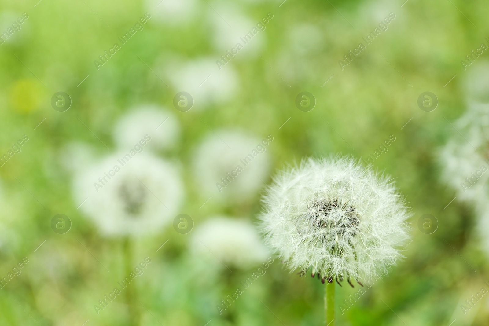 Photo of Closeup view of beautiful dandelion in meadow