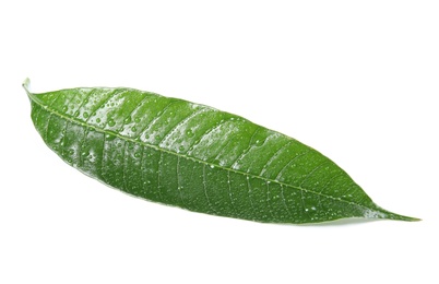 Photo of Green mango leaf with water drops on white background