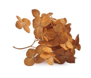 Photo of Beautiful dried hortensia flowers on white background