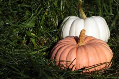 Photo of Whole ripe pumpkins among green grass outdoors. Space for text