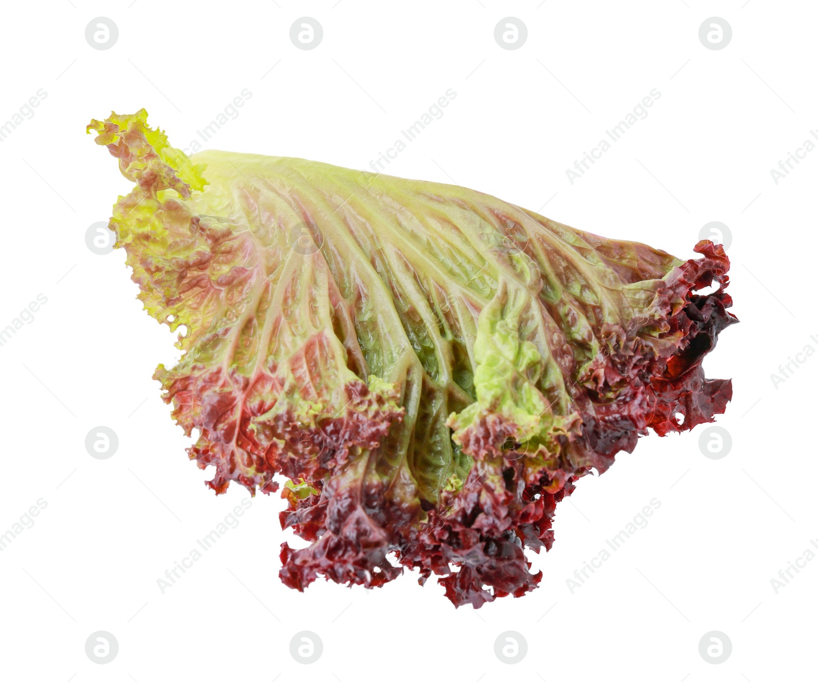 Photo of Leaf of fresh red coral lettuce isolated on white