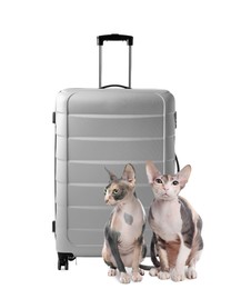 Cute cats and suitcase packed for journey on white background. Travelling with pet