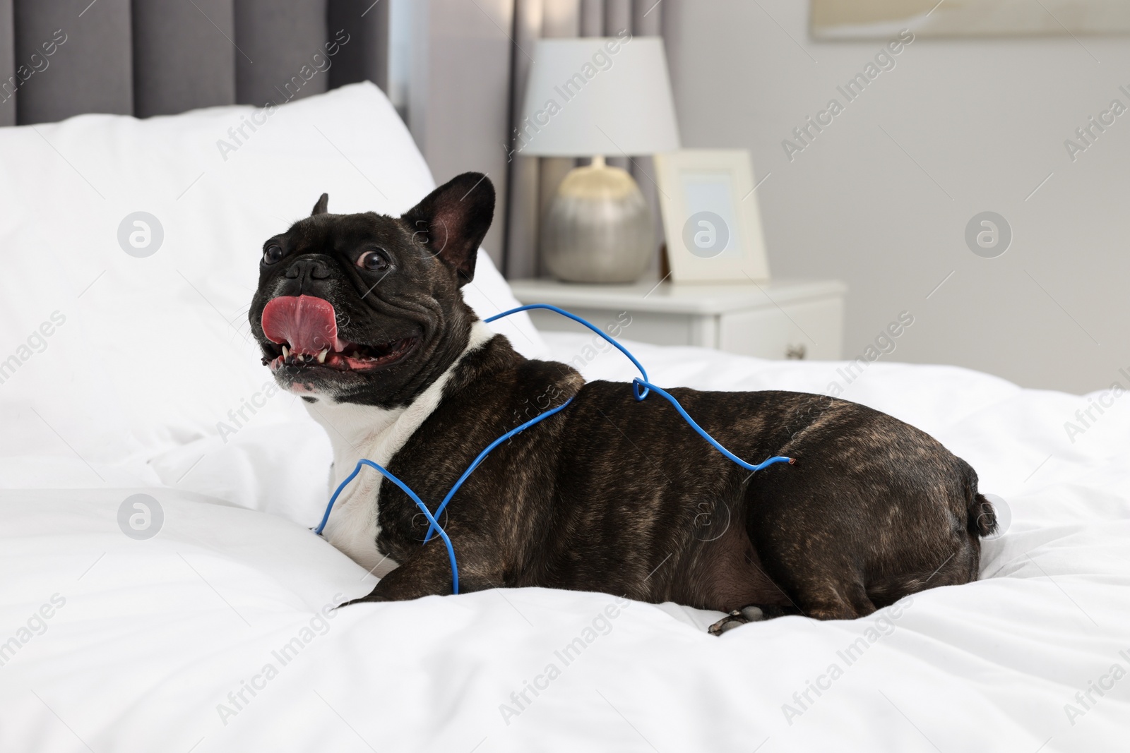 Photo of Naughty French Bulldog with electrical wire on bed in room