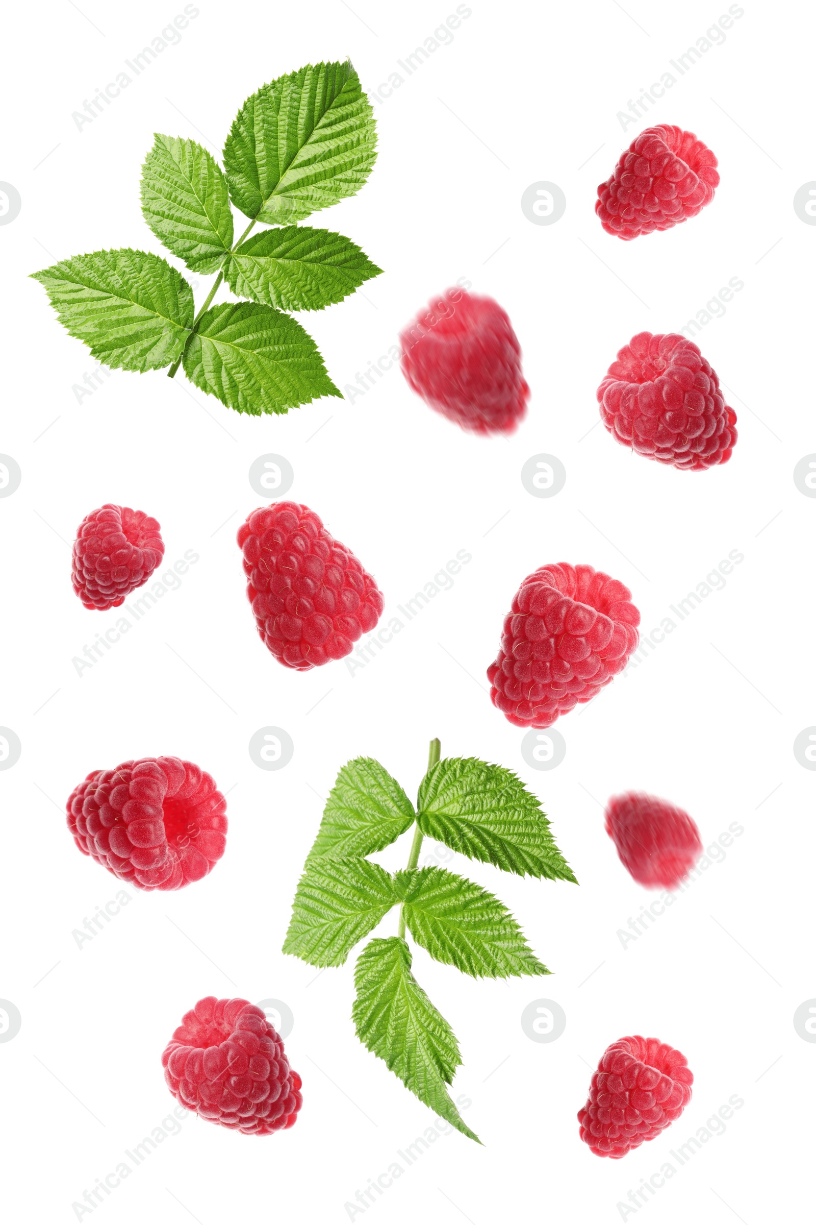 Image of Fresh ripe raspberries with green leaves falling on white background