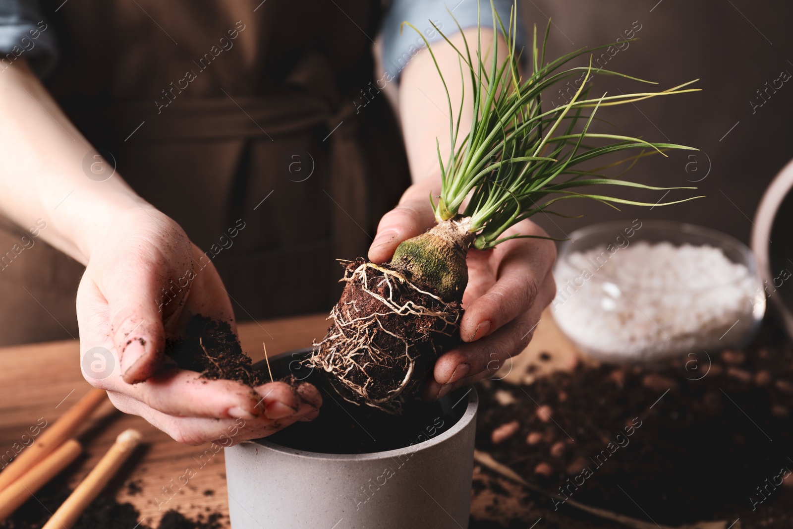 Photo of Woman transplanting Nolina into pot at table, closeup. House plant care