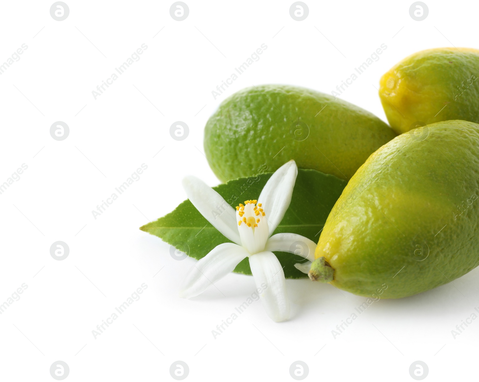 Photo of Ripe citrus fruits and flower on white background