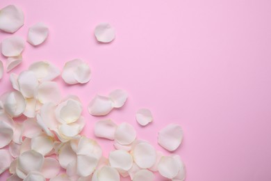 Beautiful white rose flower petals on pink background, flat lay. Space for text