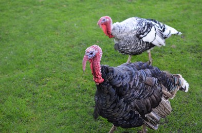 Photo of Cute turkeys on green grass outdoors, space for text