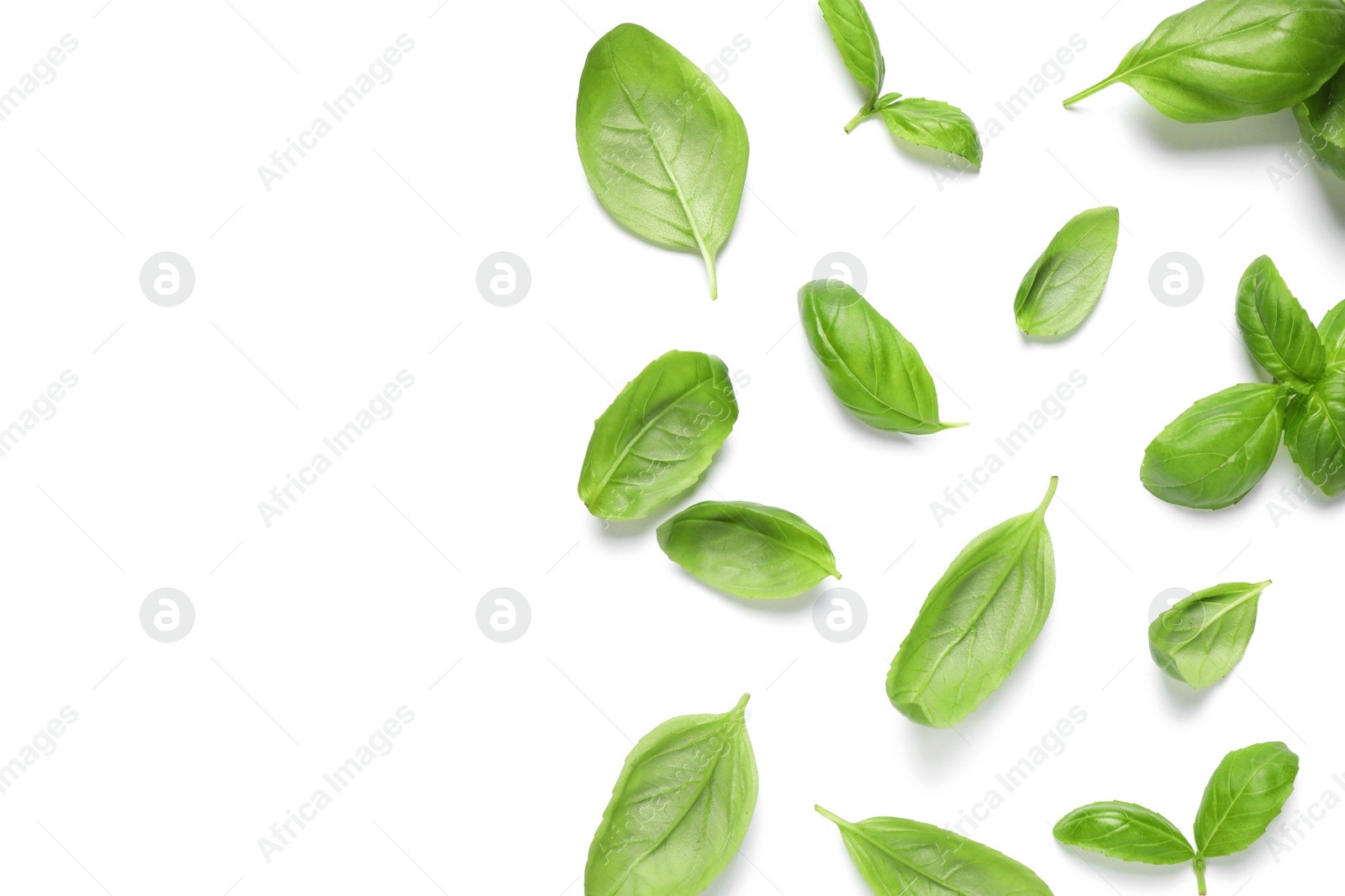 Photo of Fresh green basil leaves on white background, top view