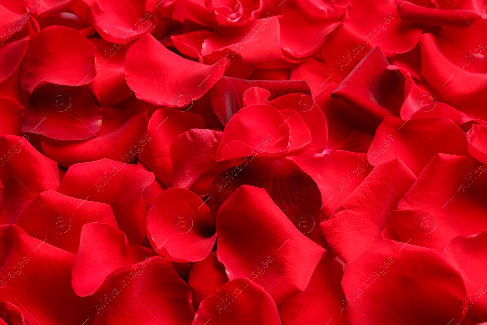 Photo of Many red rose petals as background, closeup