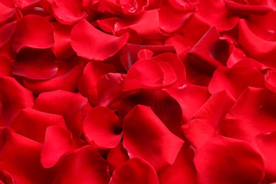 Photo of Many red rose petals as background, closeup
