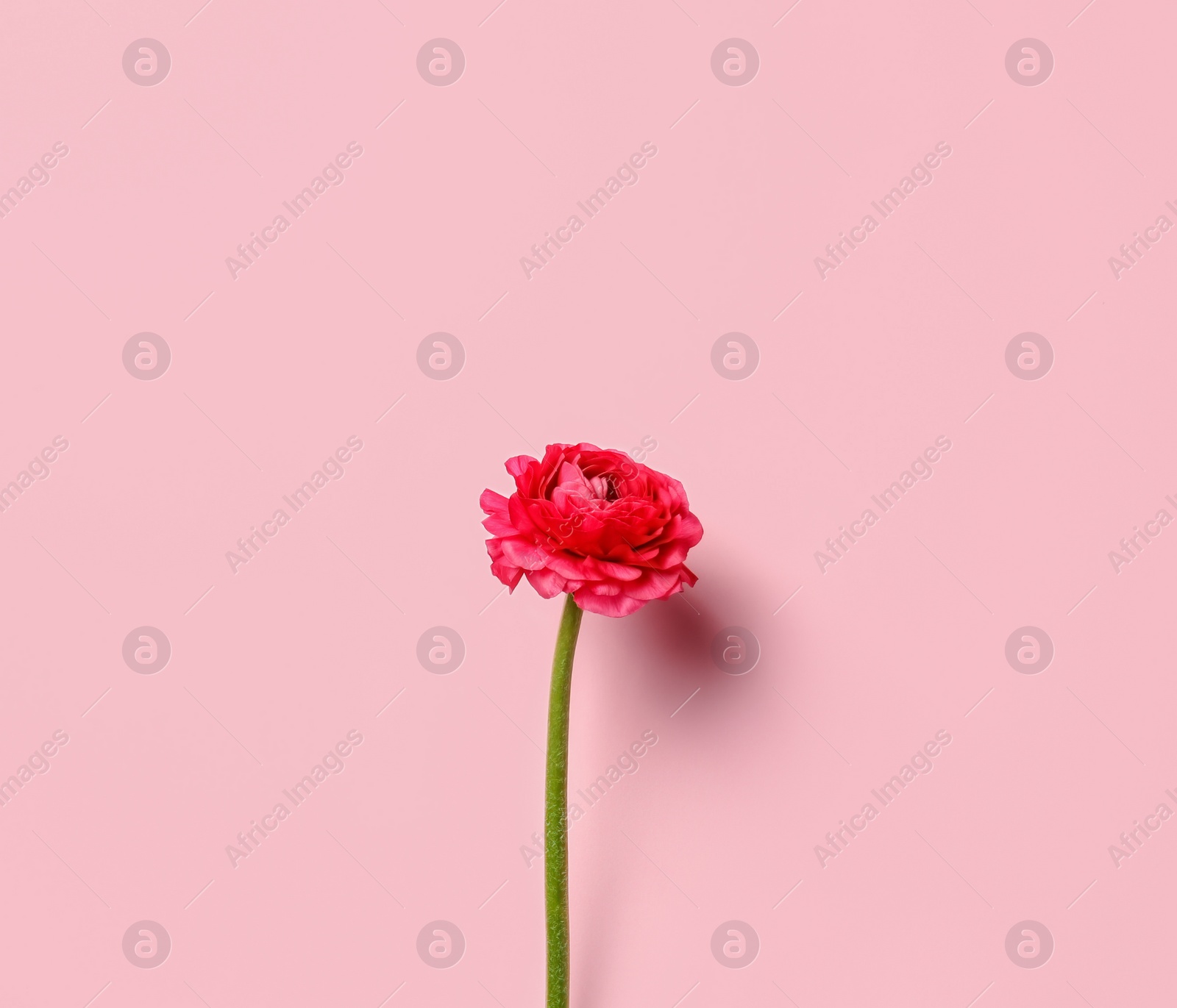 Photo of Beautiful ranunculus flower on color background