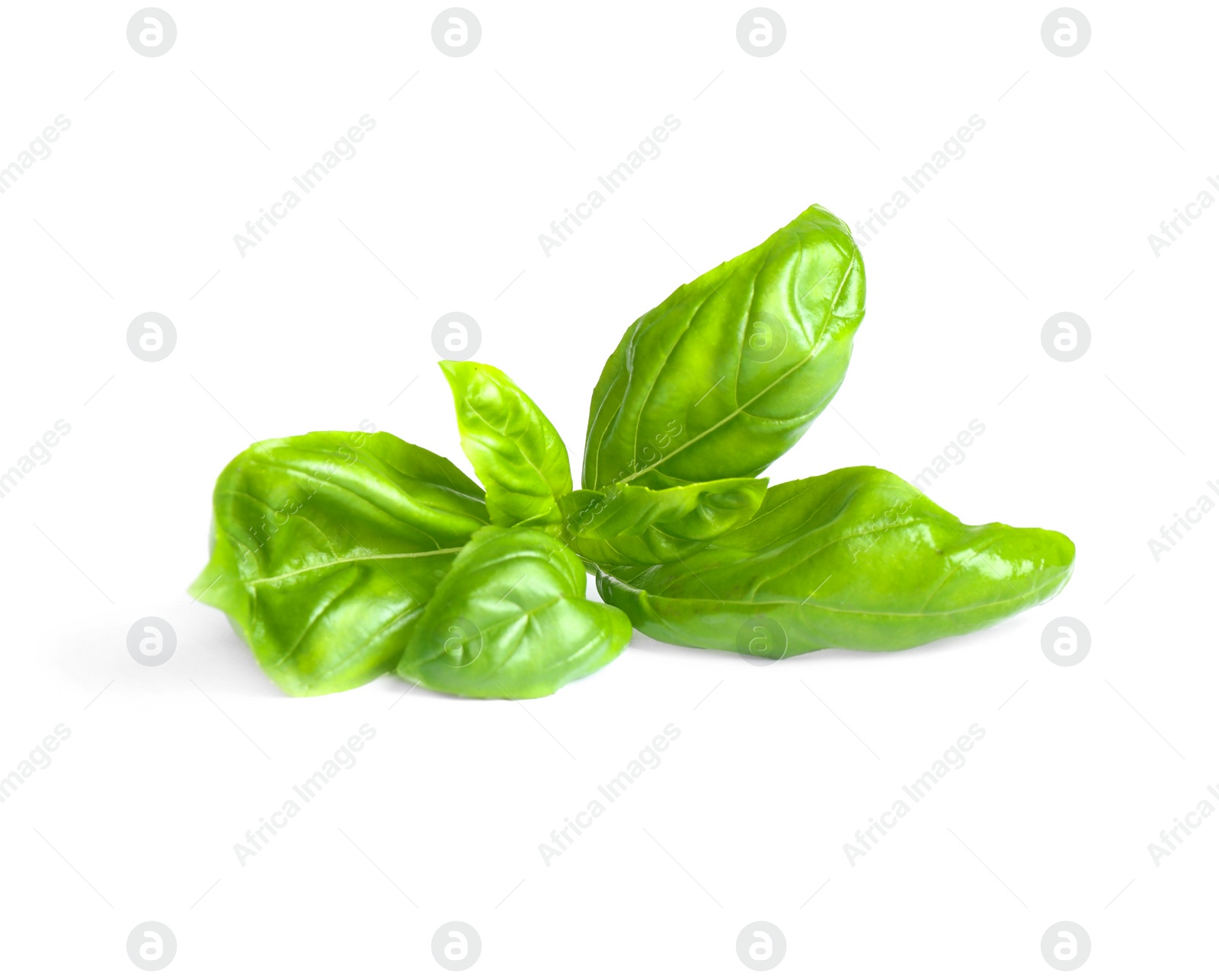 Photo of Fresh green basil leaves isolated on white