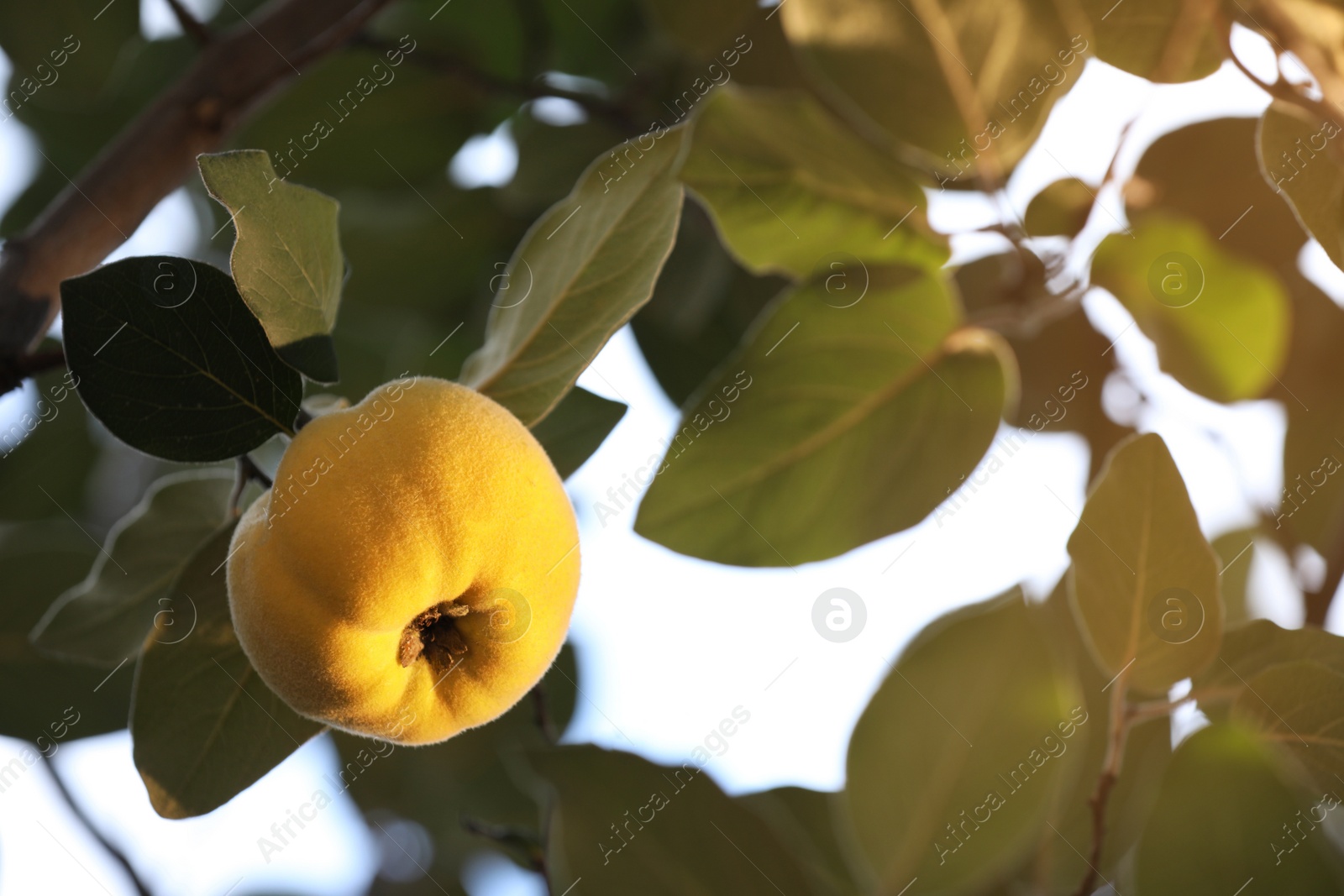 Photo of Quince tree branch with fruit outdoors, closeup. Space for text