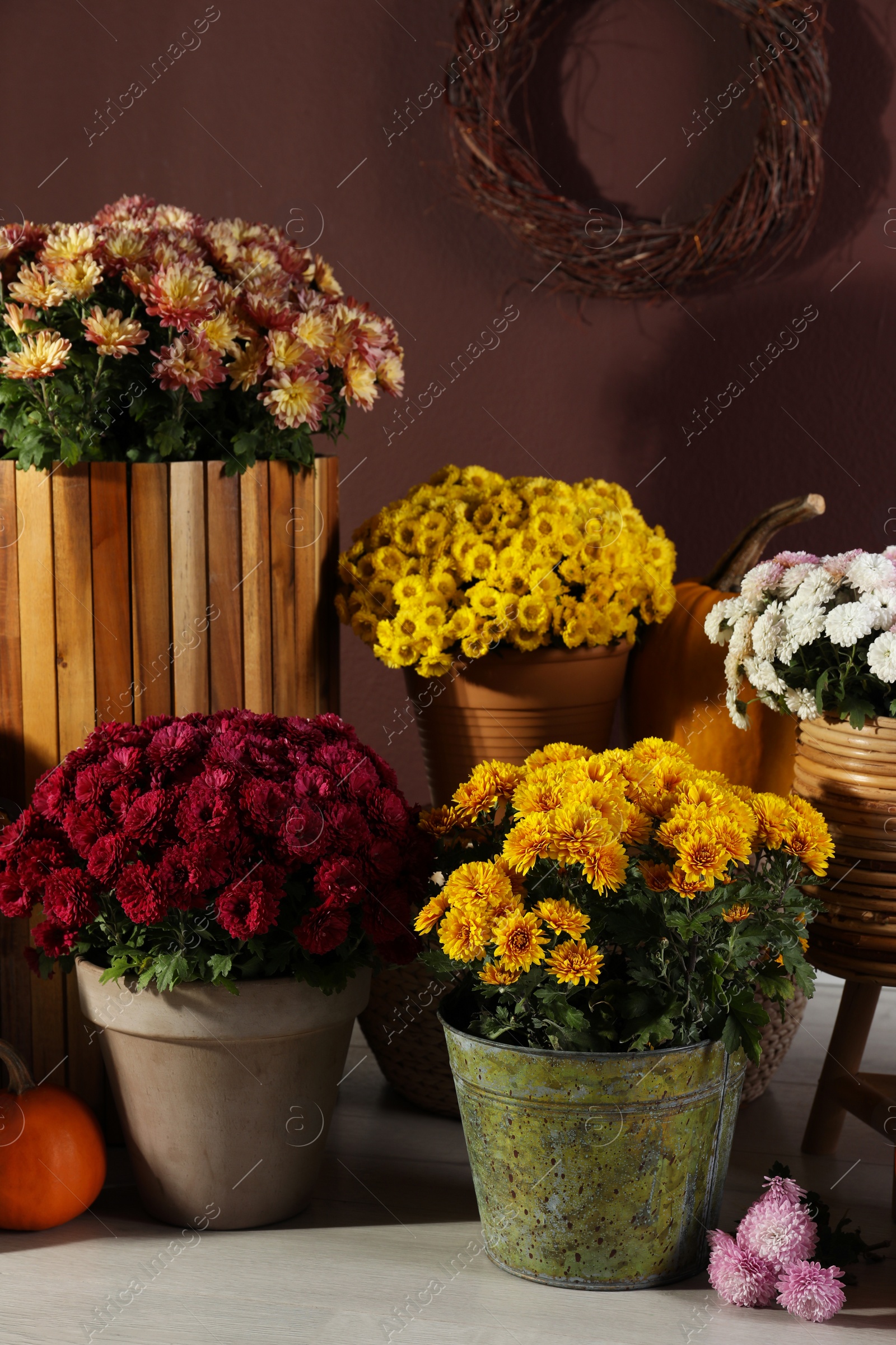 Photo of Beautiful fresh chrysanthemum flowers and pumpkins near brown wall