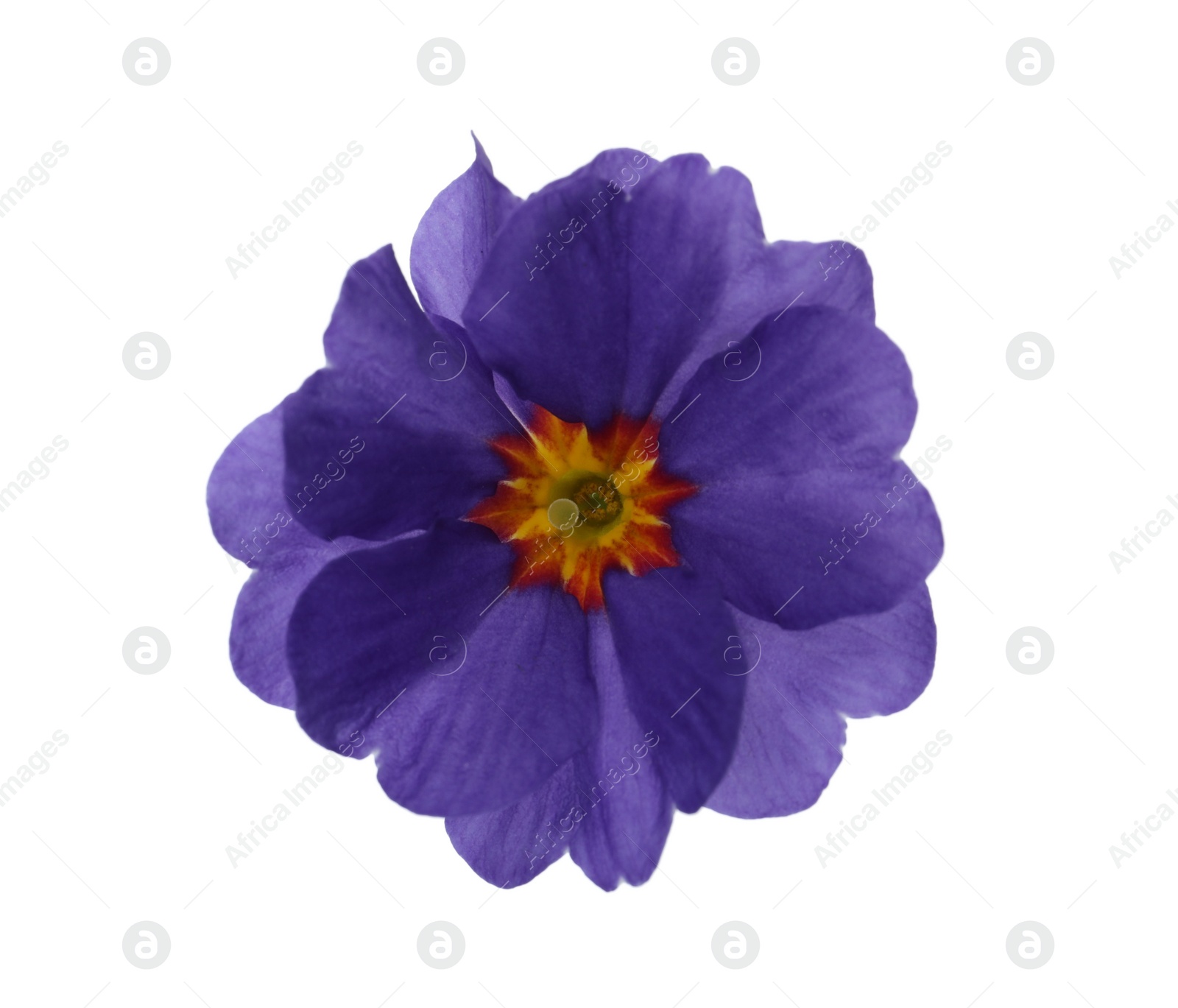 Photo of Beautiful purple primula (primrose) flower isolated on white. Spring blossom