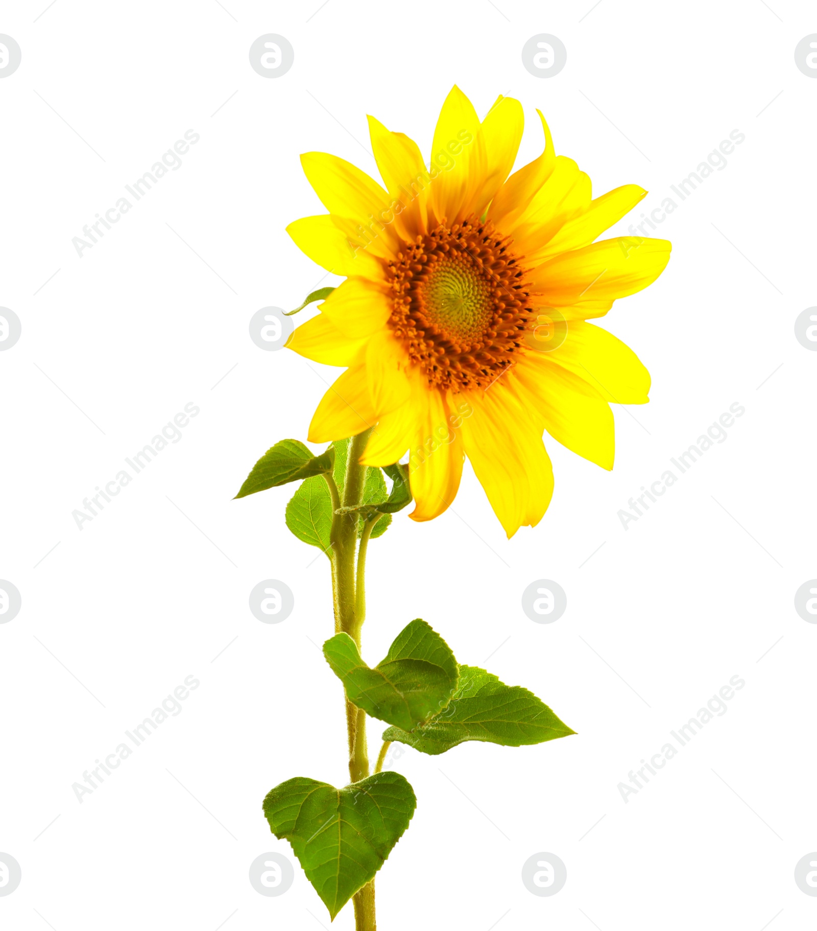 Photo of Beautiful bright yellow sunflower on white background