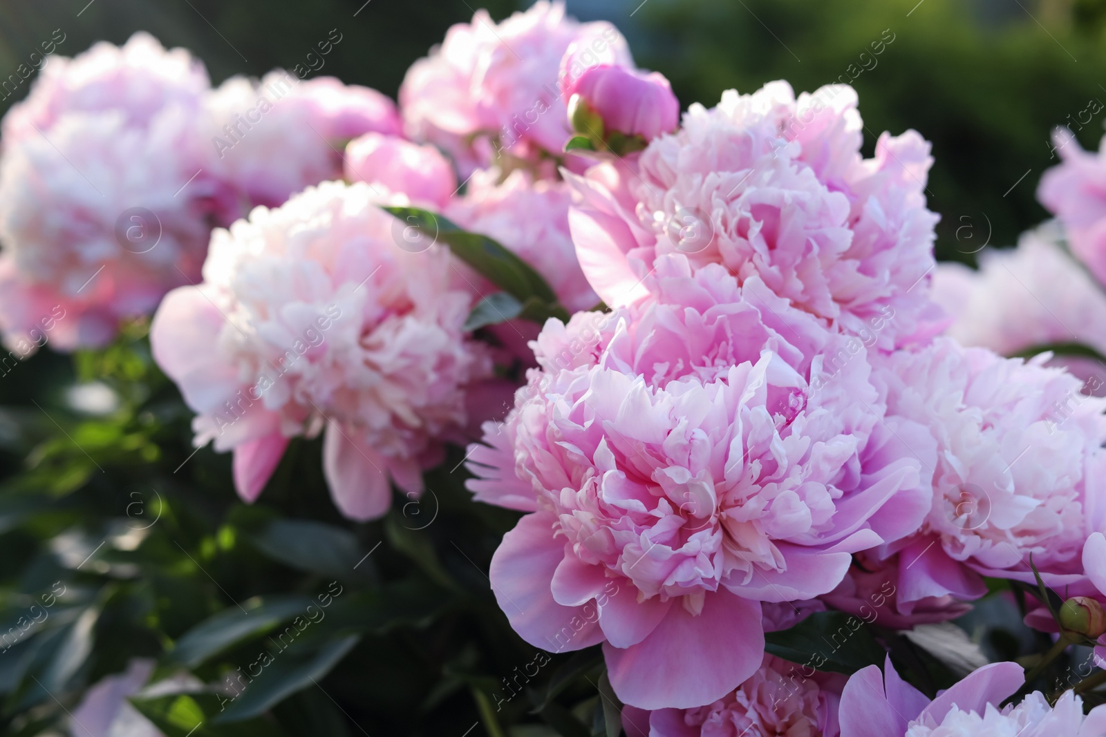 Photo of Blooming peony plant with beautiful pink flowers outdoors, closeup