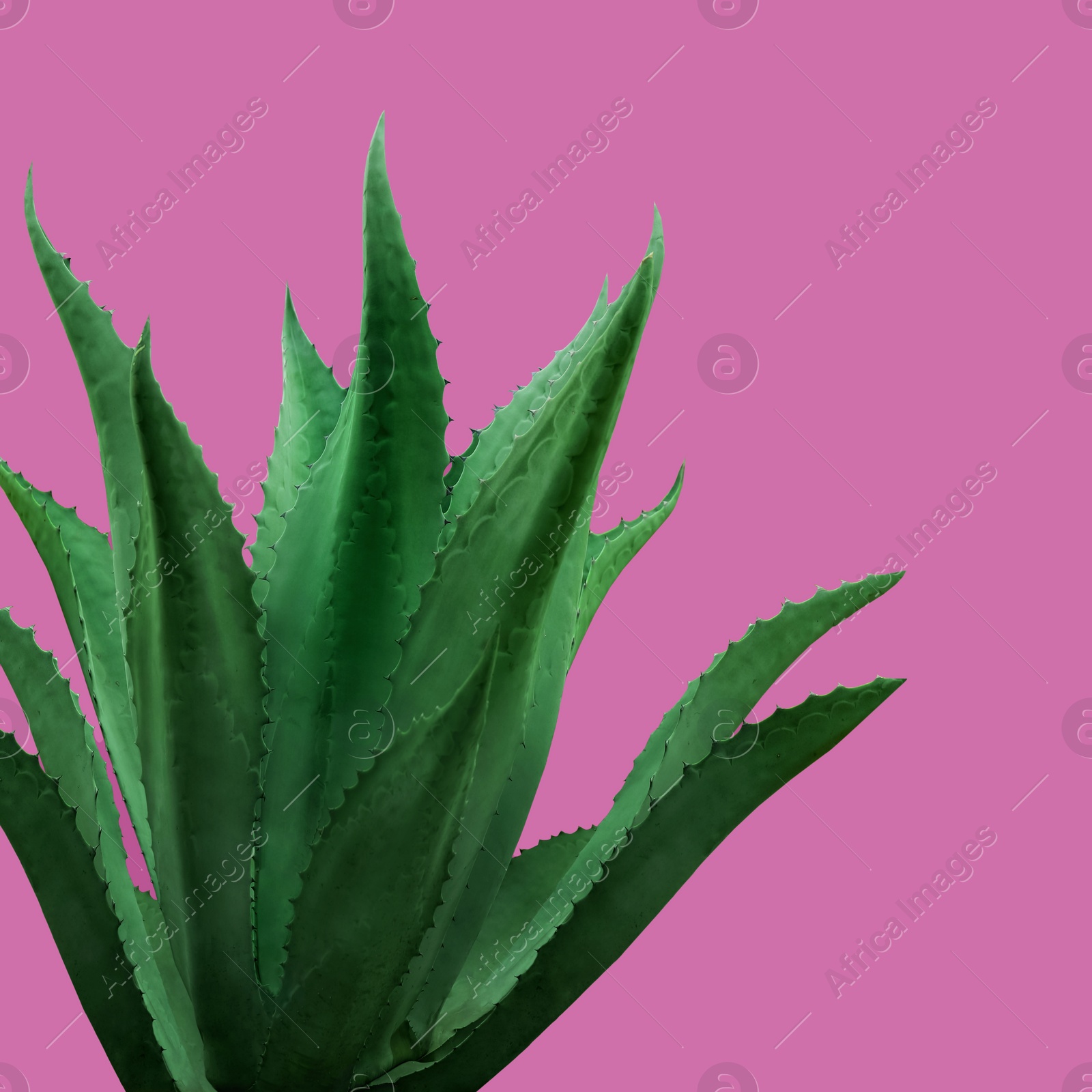 Image of Beautiful green agave plant on hot pink background