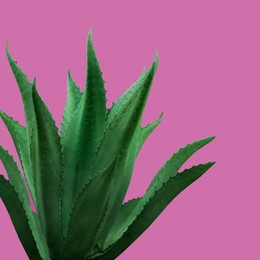 Beautiful green agave plant on hot pink background