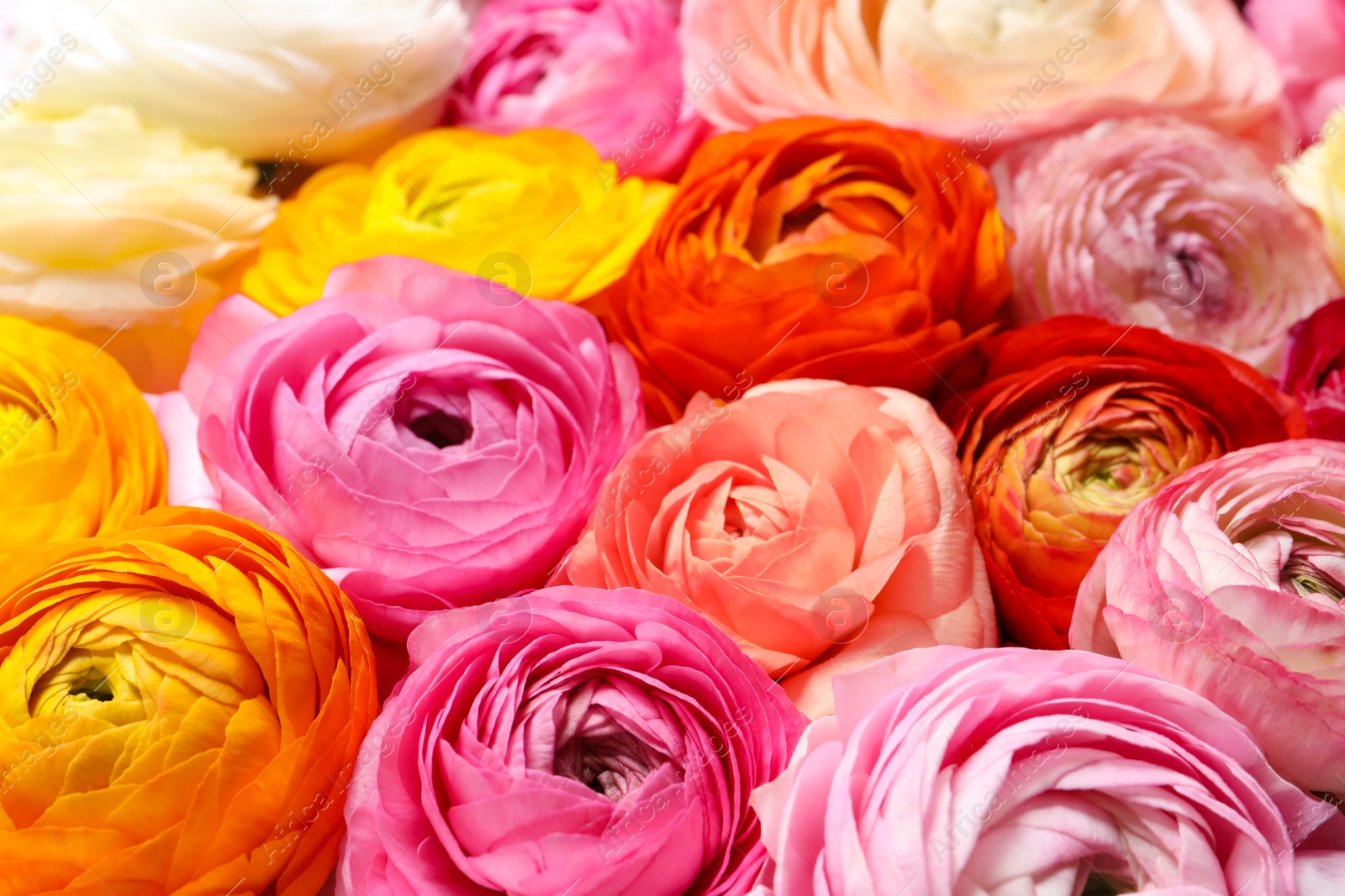 Photo of Bouquet of beautiful ranunculus flowers, closeup view