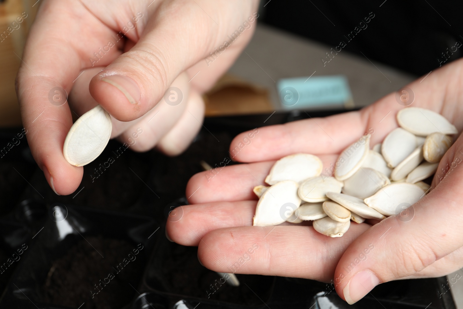 Photo of Woman holding pile of pumpkin seeds, closeup. Vegetable planting