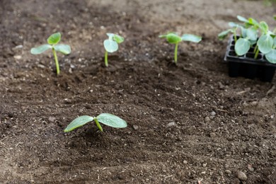 Photo of Young seedlings in ground and containers with soil outdoors