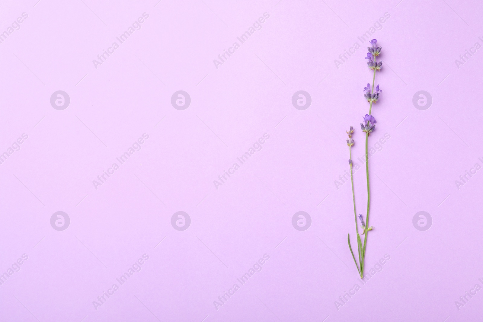 Photo of Beautiful lavender flowers on light background, top view. Space for text