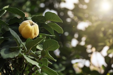 Closeup view of quince tree with ripening fruit outdoors