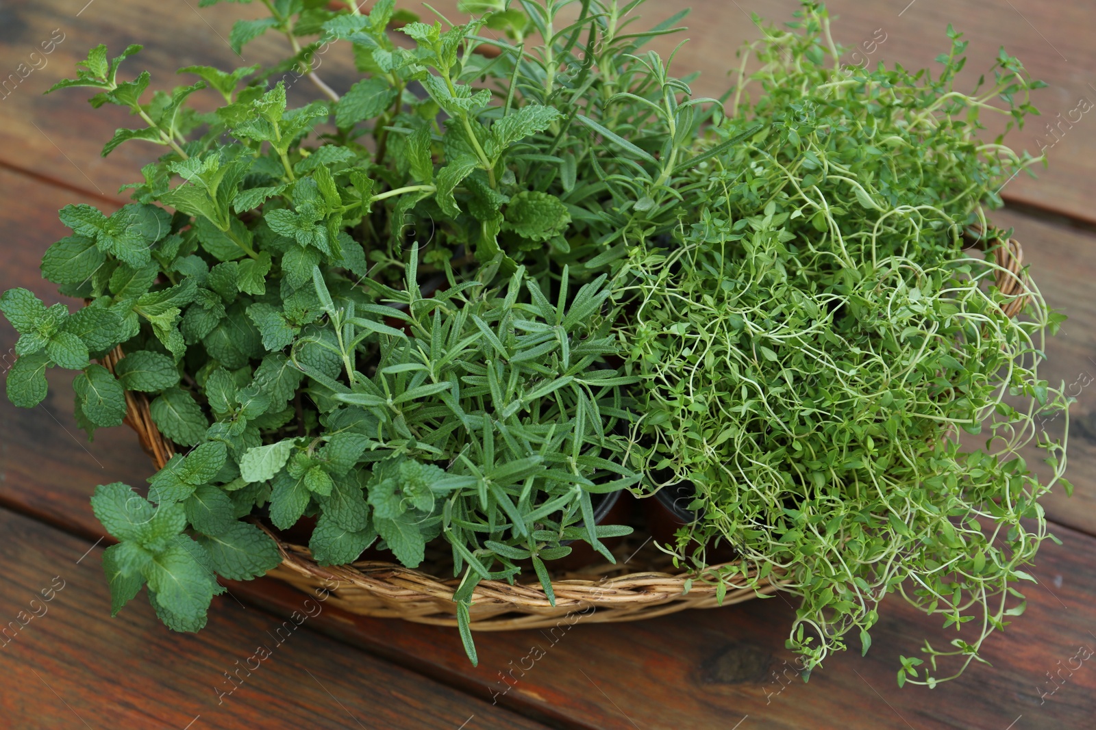 Photo of Wicker basket with fresh mint, thyme and rosemary on wooden table outdoors, closeup. Aromatic herbs