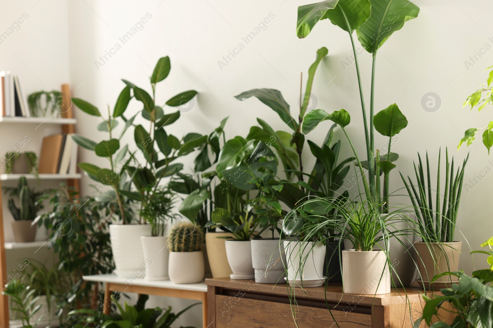 Photo of Many different potted houseplants near white wall indoors