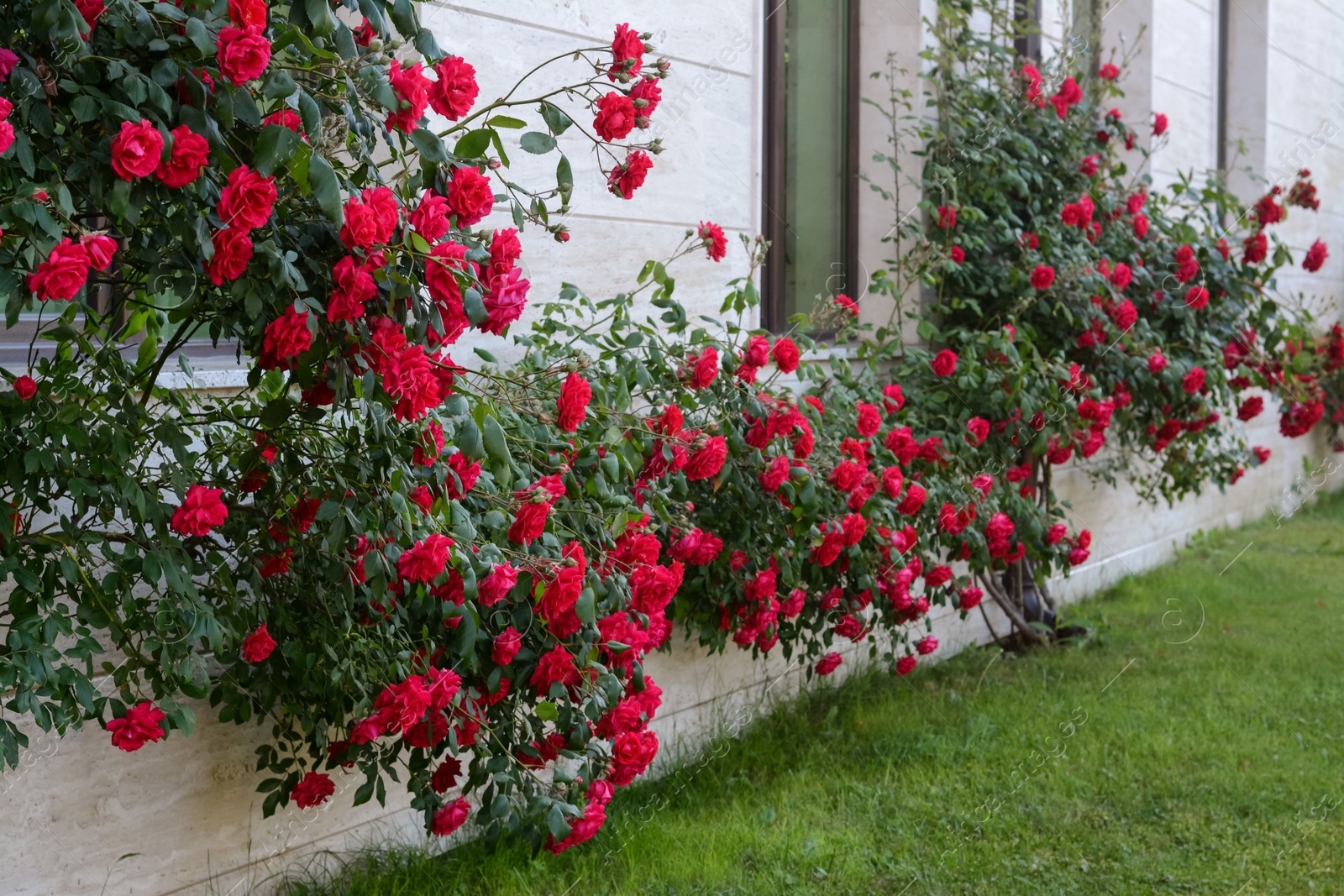 Photo of Beautiful blooming rose bush climbing on house wall