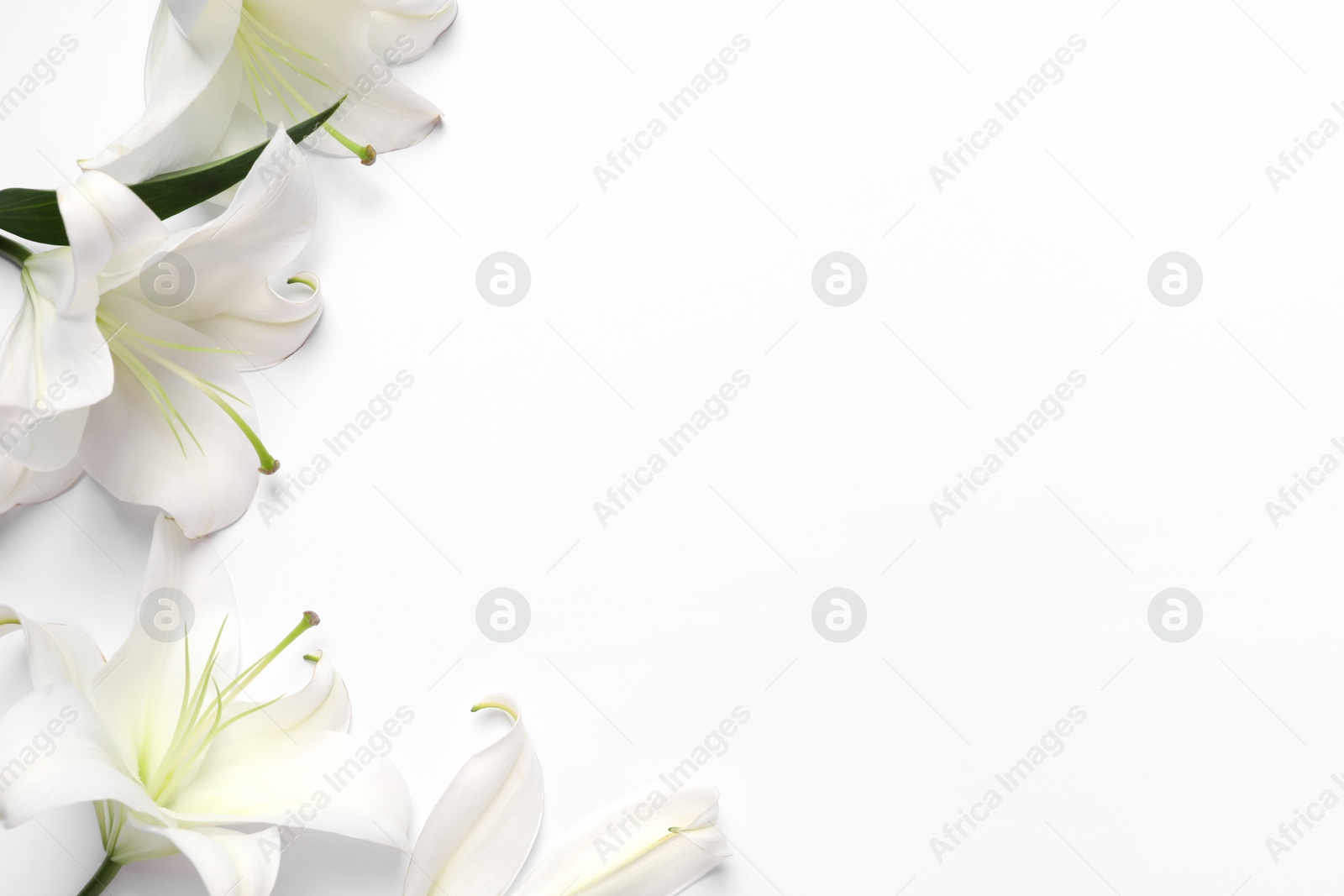 Photo of Beautiful lily flowers on white background, flat lay. Space for text