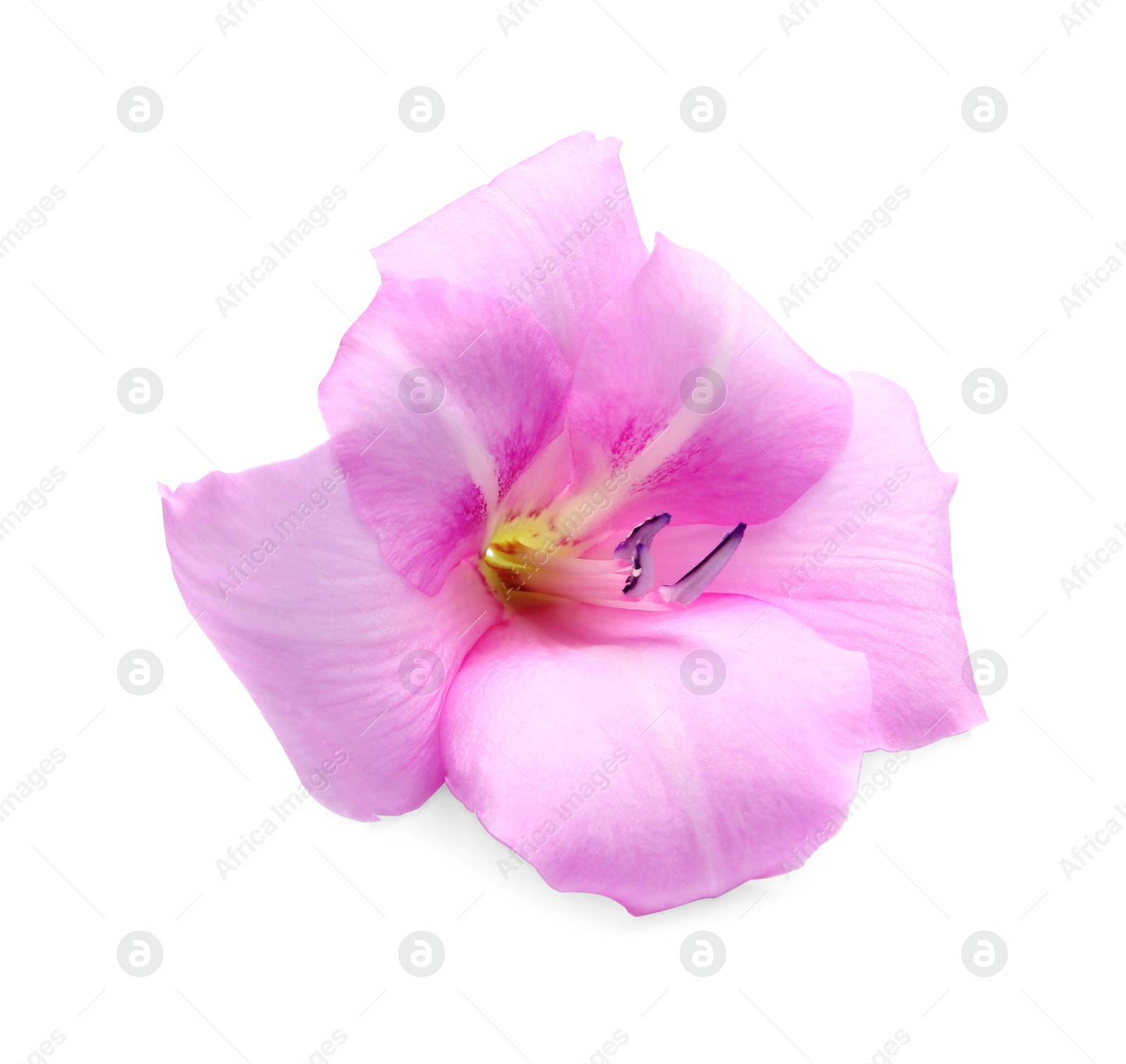 Photo of Beautiful gladiolus flower on white background