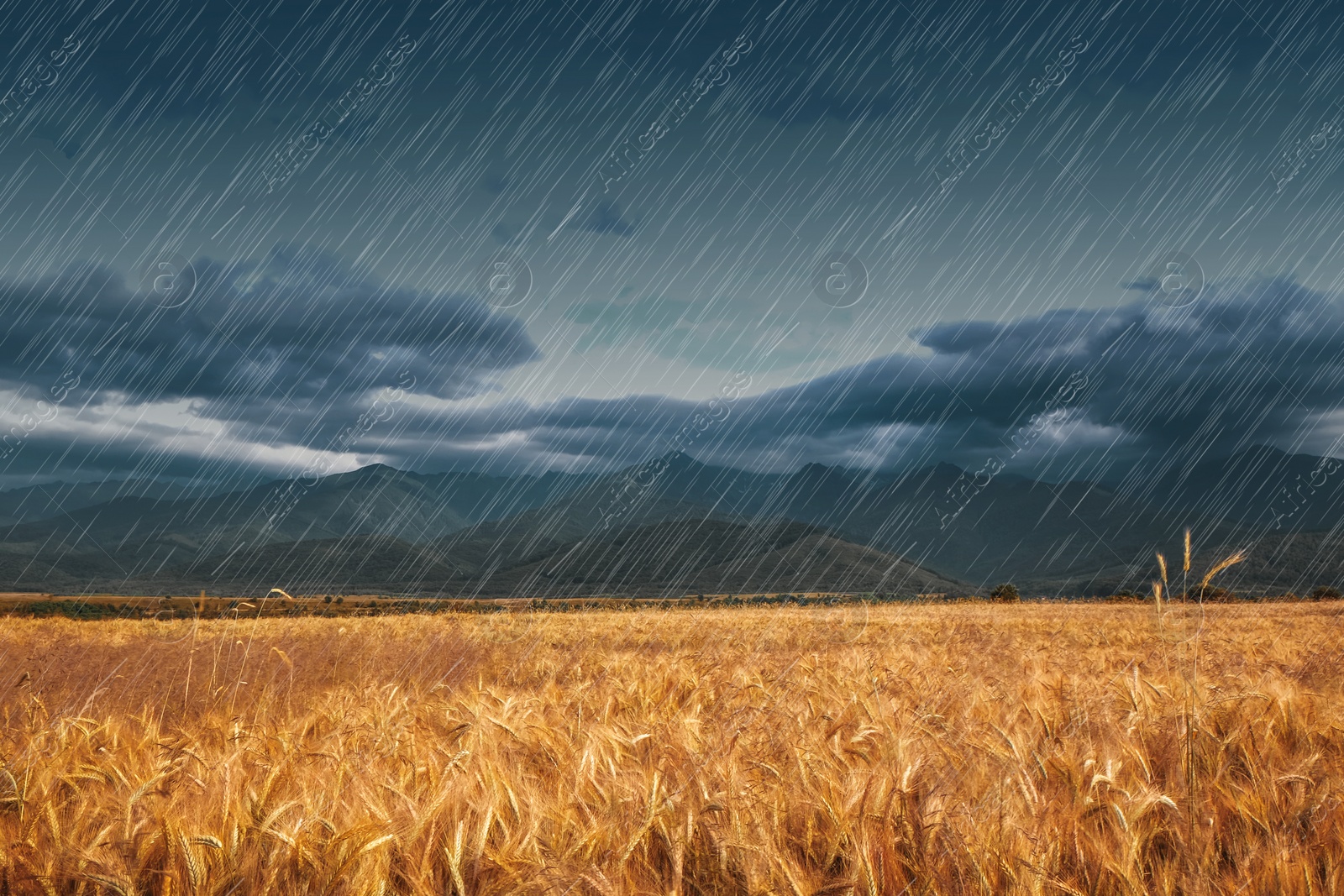 Image of Heavy rain over wheat field on grey day