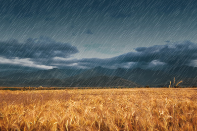 Image of Heavy rain over wheat field on grey day