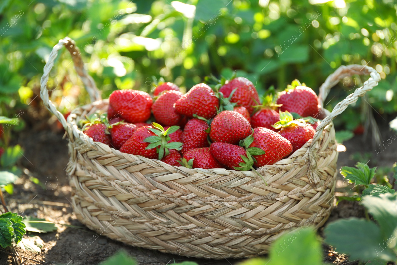 Photo of Delicious ripe strawberries in wicker basket outdoors, closeup