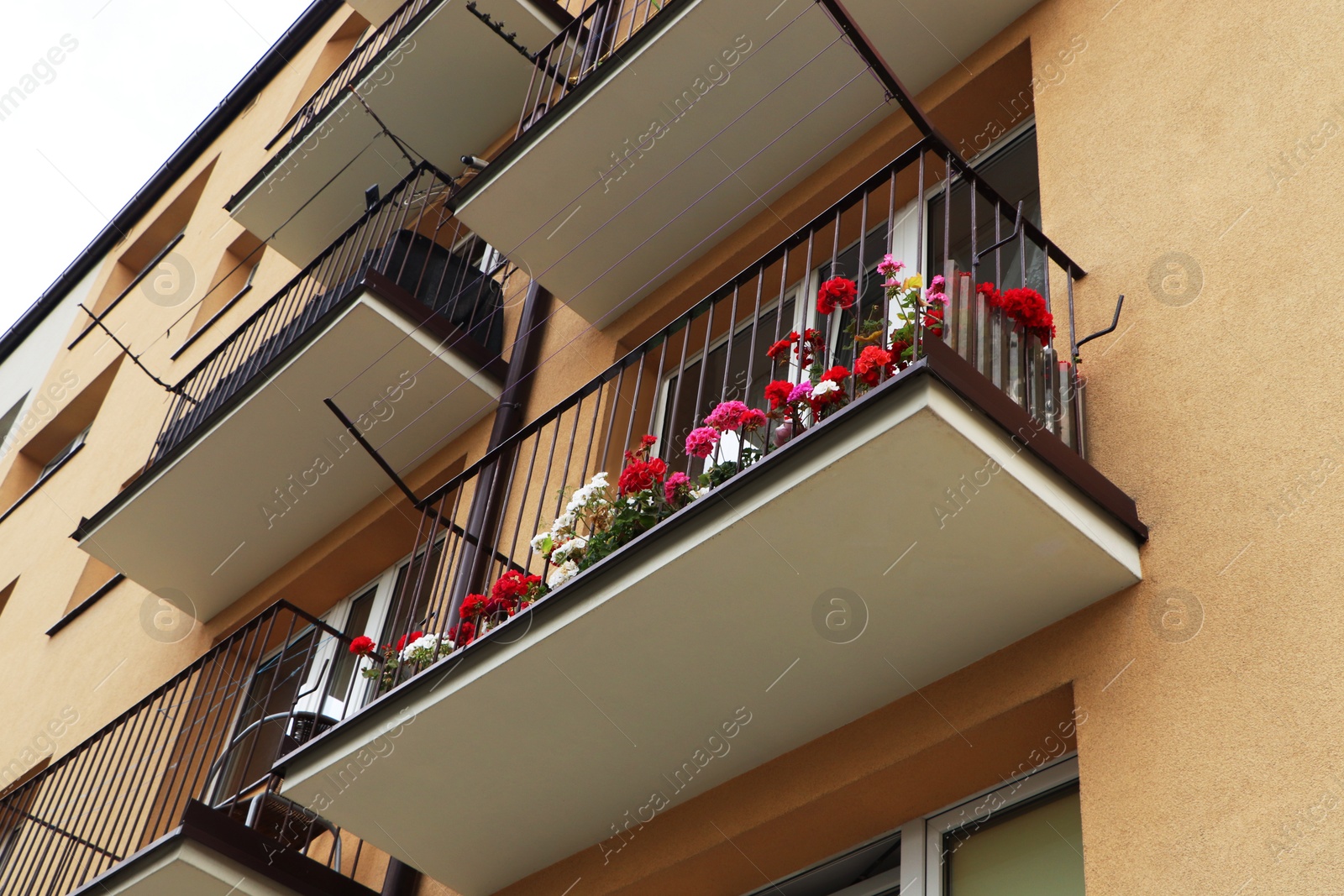 Photo of Balcony decorated with beautiful colorful flowers, low angle view