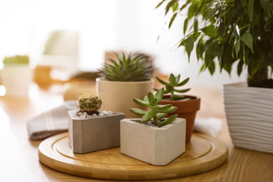 Photo of Beautiful potted plants on wooden table at home. Engaging hobby