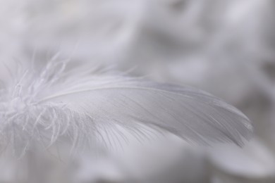 Photo of Fluffy white feather on blurred background, closeup