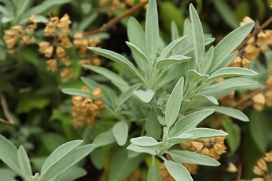 Photo of Beautiful sage with green leaves growing outdoors